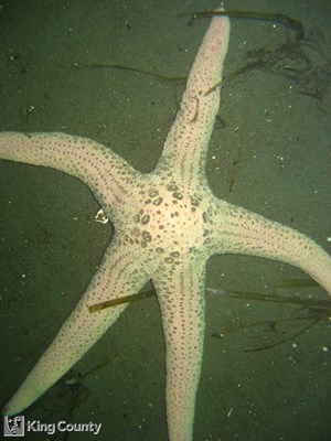 Photo of Pisaster brevispinus